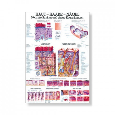 'Haut - Haare - Nägel Mini Poster 24 x 34 cm'