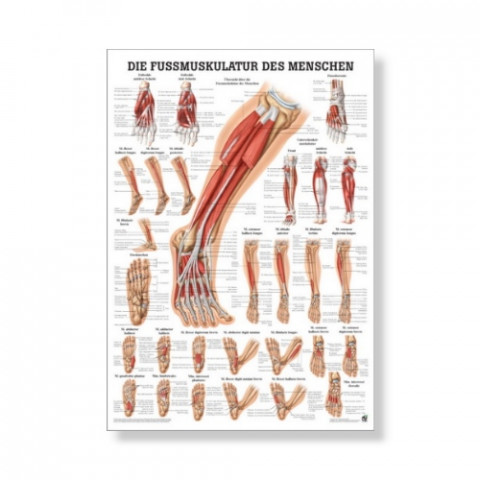 'Die Fußmuskulatur Mini Poster 24 x 34 cm'