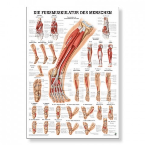 'The foot muscles Poster 50 x 70 cm'