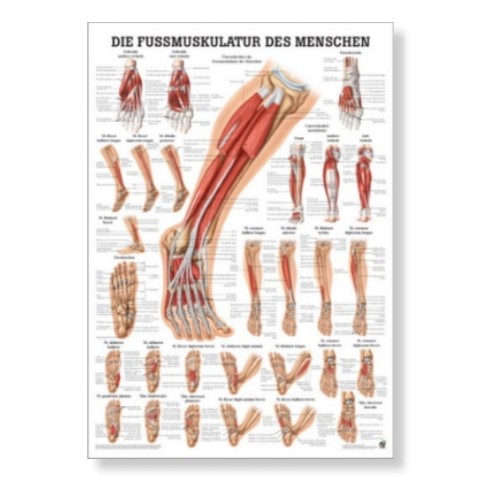 'The foot muscles Poster 50 x 70 cm'