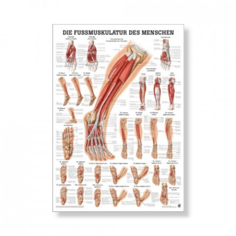'The foot musculature Mini Poster 24 x 34 cm'