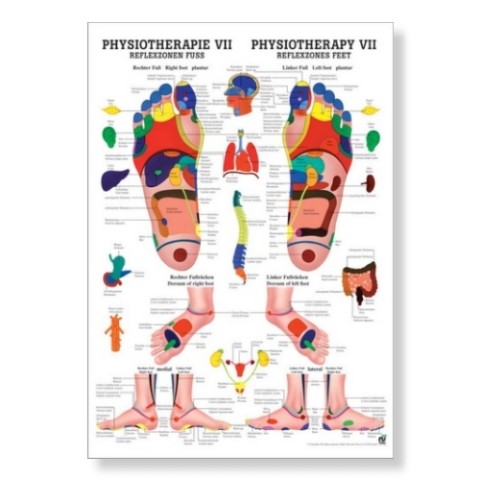 'Reflexology foot poster 50 x 70 cm'