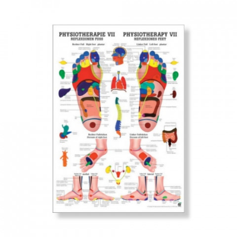 'Reflexology Foot Mini Poster 24 x 34 cm'