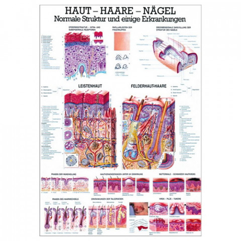 'Haut - Haare - Nägel Poster'